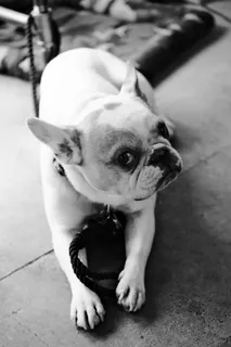 Animal, photograph 10 of 10