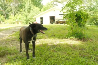 Animal, photograph 3 of 10
